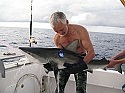 Research essential before shark fishing ban