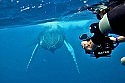 Whale film picks up international award