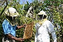 Bee die-off could devastate Bermuda crops