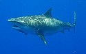 Experts back law banning shark fishing