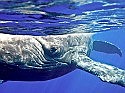 The secrets of whales revealed through a lens