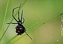 Black widow spider discovered in grape shipment