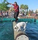 Ag Show is ready to roll with dogs on a log