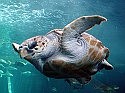 Atlantic turtles threatened by man-made chemicals