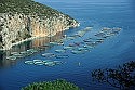 Fish farming could reel in new jobs