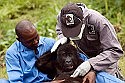 Saving gorillas from the brink of extinction