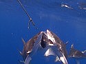 Extraordinary shark hunt caught on video camera