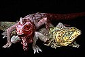 Magical menagerie comes to life in ZooZoo