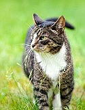 Minister could become 'Top Cat' by dealing with ferals