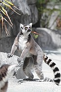 New lemurs arrive at BAMZ