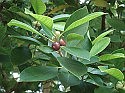 Environment Special: Indian laurel is known as 'the strangling fig'