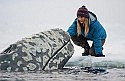 Movie review: Big Miracle ***