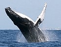 Whales provide awesome south shore spectacle