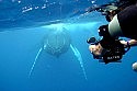 Bermuda's EEZ made a Marine Mammal Sanctuary