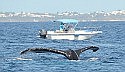 Humpbacks revel in glorious March weather