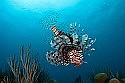 Lionfish charity gains UK support