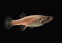 Lifeboat Project: Killifish distributed to breeders