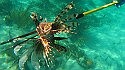 Tournament aims to help beat lionfish invasion