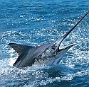 New fee to protect dwindling marlin stocks