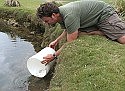 Relocation aims to save endangered killifish