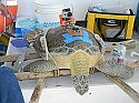 Cameras to show us a turtle-eye-view