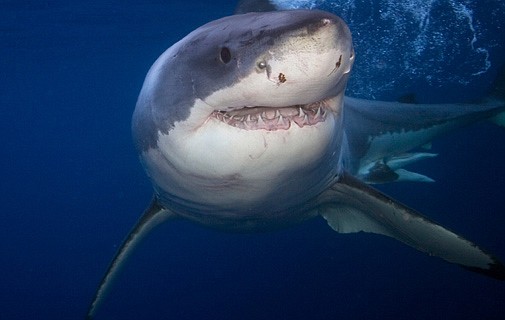 Great white shark 90 miles off Bermuda