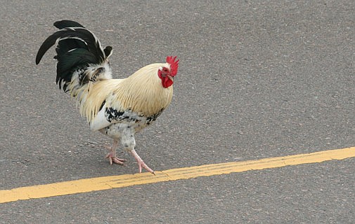 Feral chicken cull is ‘absolutely necessary’