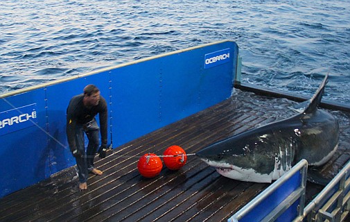 Huge shark now less than 40 miles from Bermuda