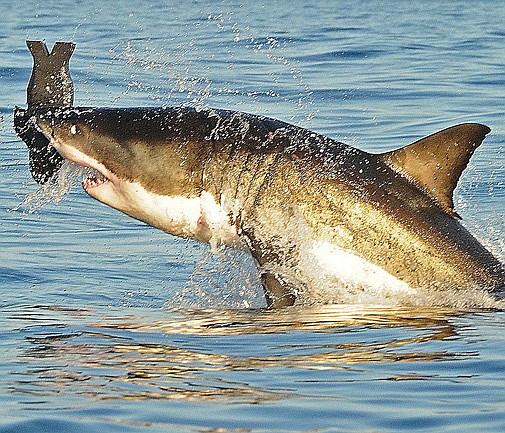 Has huge shark decided to give Bermuda a miss?