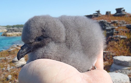 Baby Cahows are hatching out on Nonsuch Island