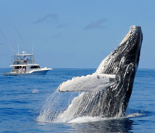 Improved weather set to boost whale watching