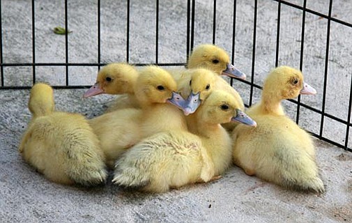 Dead ducklings found in Botanical Gardens