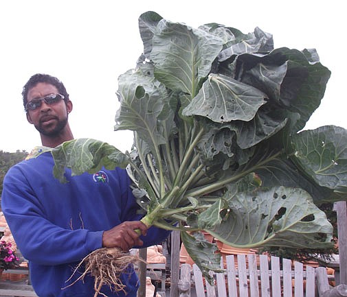 Plant mystery solved... it’s a cabbage