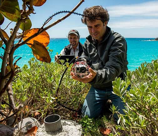 HD cameras capture unique images of nesting cahows