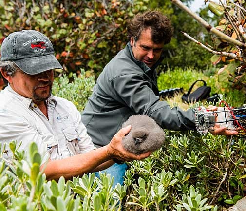 ‘Citizen science’ reveals cahow secrets 