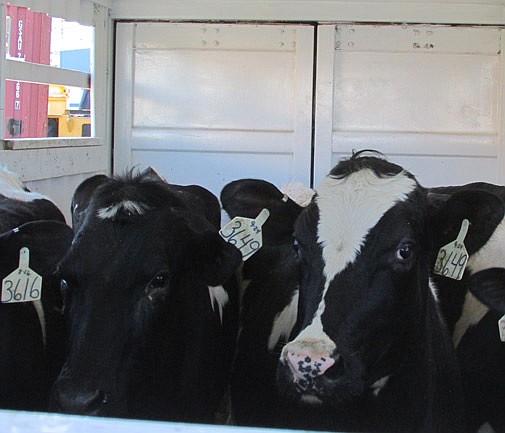 Holy cow! Heifers arrive safe 