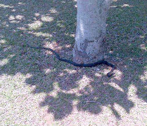 Snake found at Tucker's Point (Update)