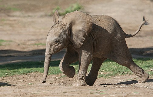 Ignoring the elephant for the mosquito