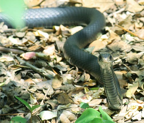 Amid public backlash, zoo explains why snake was put down 