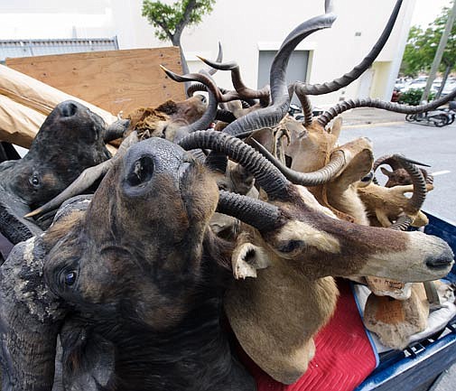 Animal heads go into storage