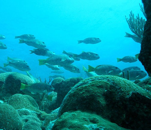 Dive wreck provides breeding ground for parrot fish