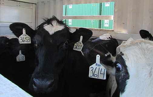 Cows are expected to get better after Salmonella outbreak