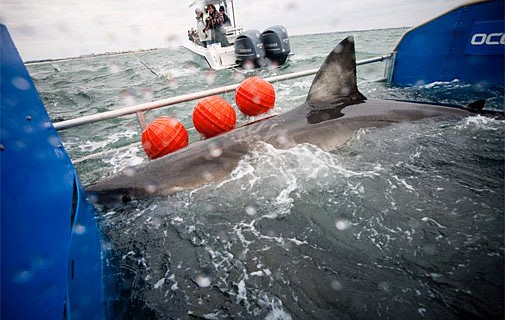 Great white heads back towards Bermuda