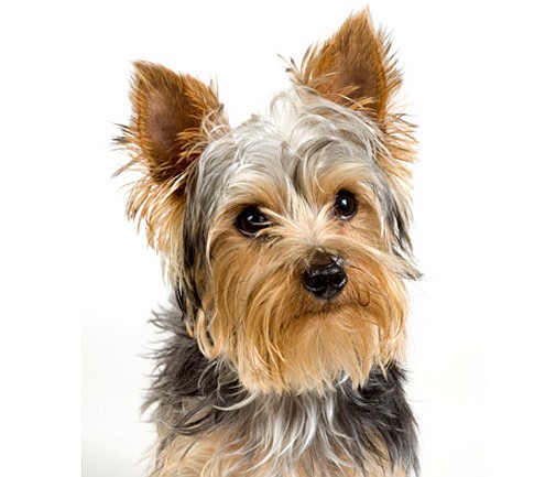 Did Yorkie owners help vet keep his licence after DUI?