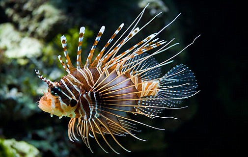 Lionfish permit could land you a free meal