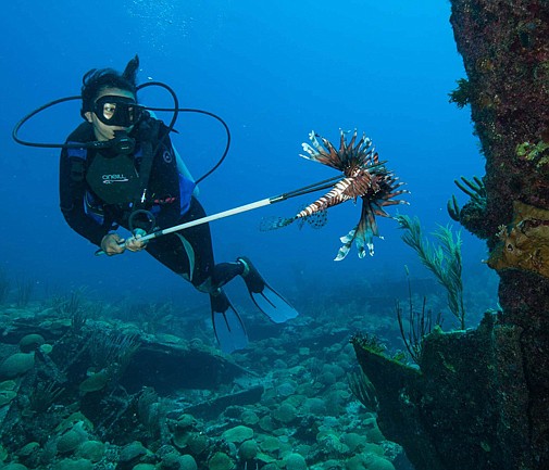 Lionfish culling will help protect our fish