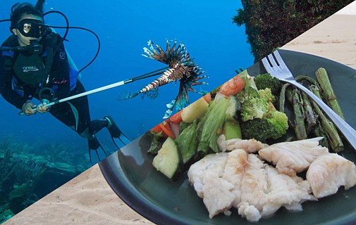 Lionfish: Spear, sizzle and serve the ocean invader