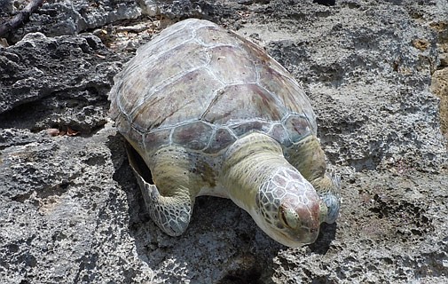 Warning after turtle deaths