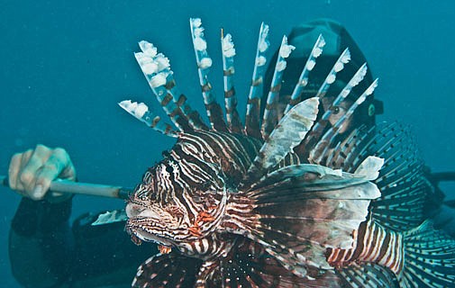 Ready to spear your lionfish yet?