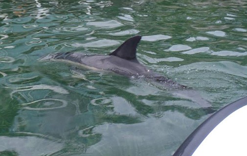 Warning as children swim with wild dolphin in Somerset (Update)